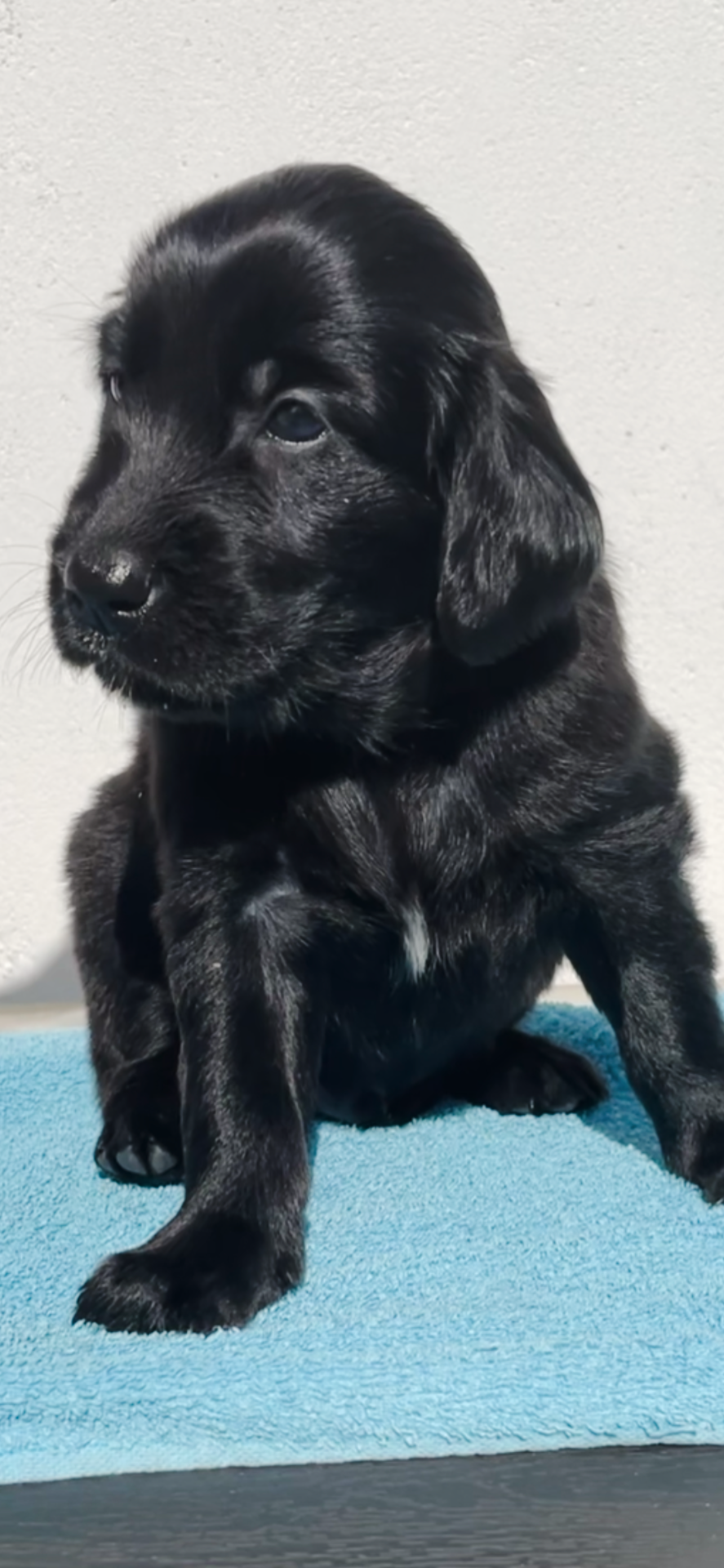 Vi planlægger hvalpe efterår/vinter 2026. Kontakt os og bliv skrevet op til en hvalp allerede nu.